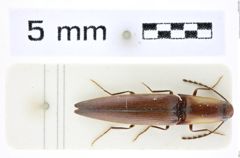 Foto (Dorsalansicht) von Procraerus auricollis (Schimmel, 1999) (NHMW-ZOO-COL-0008412)